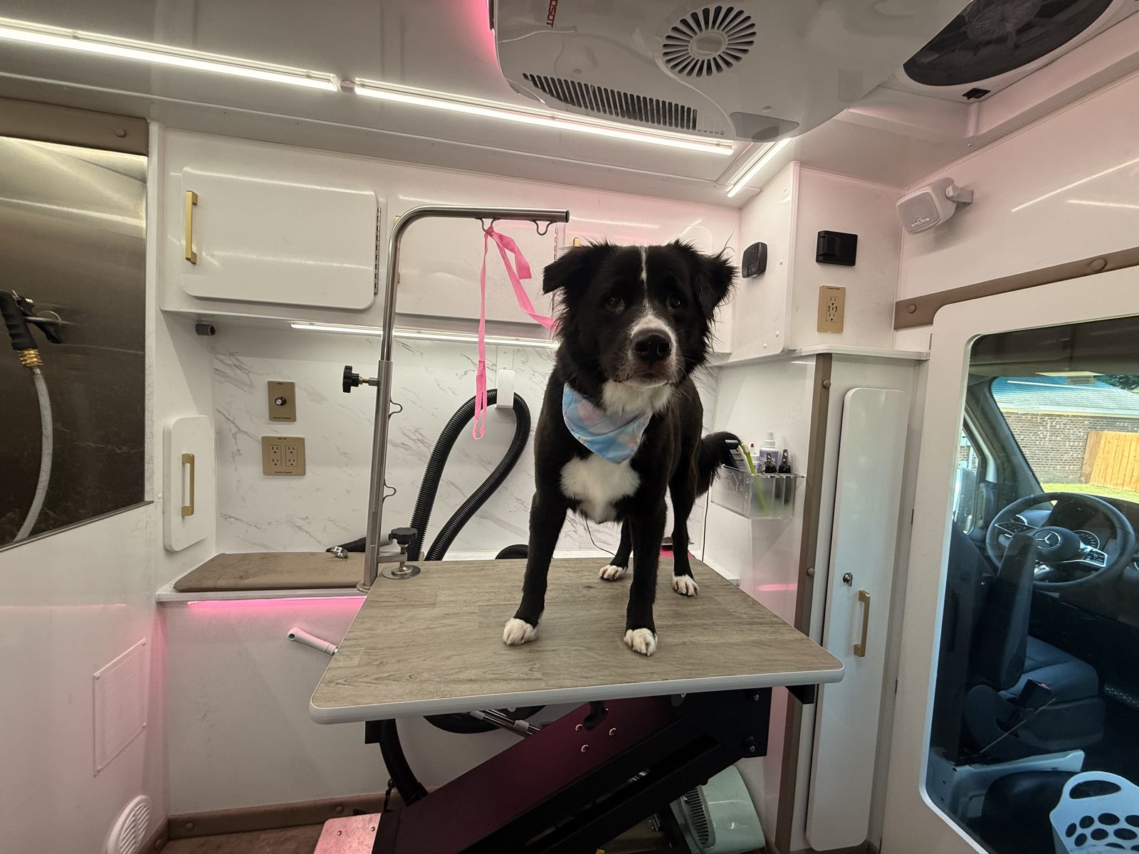 Border collie on the grooming table inside the Goose's Groom Room van
