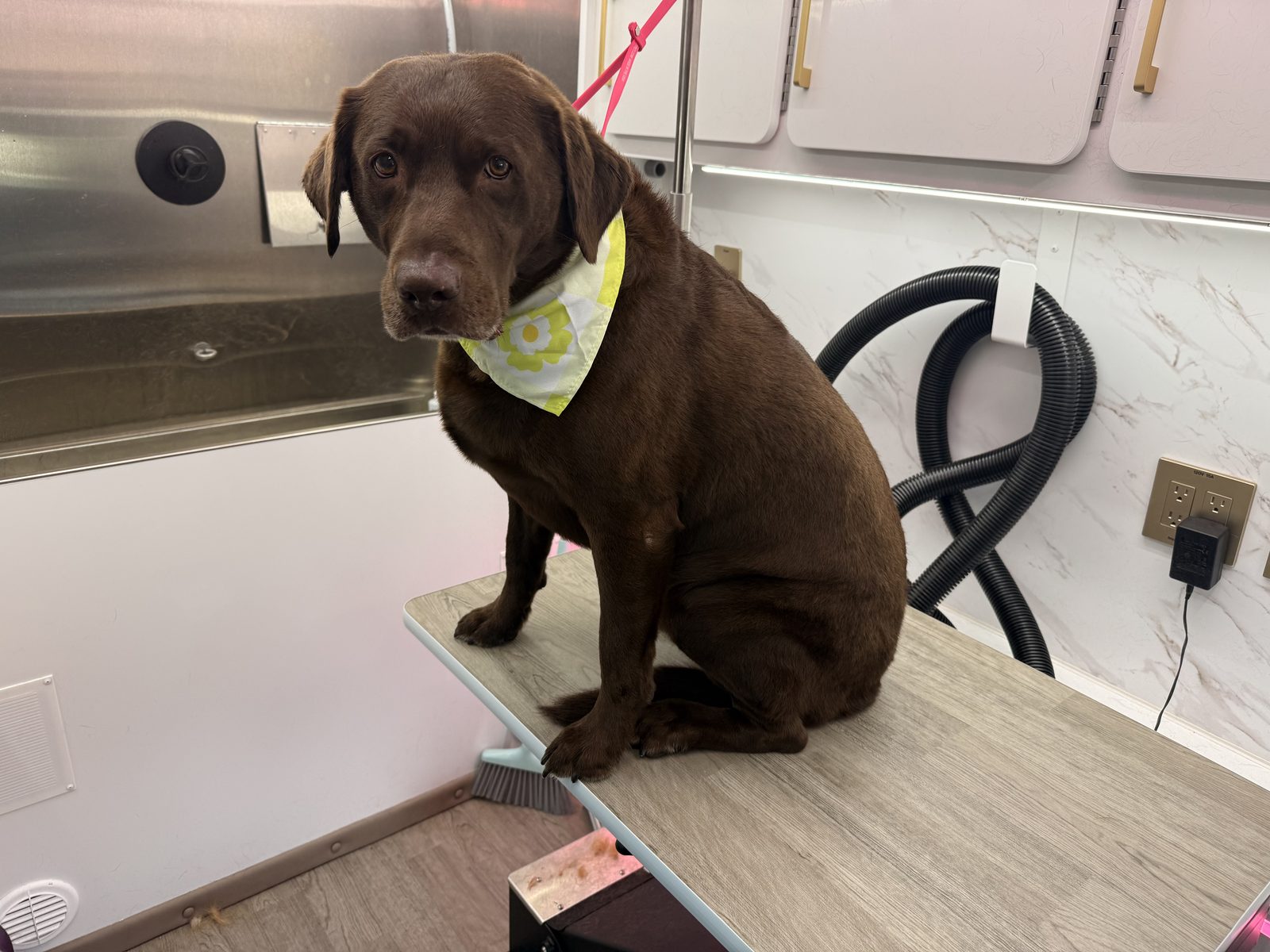 Chocolate Labrador inside the mobile pet spa