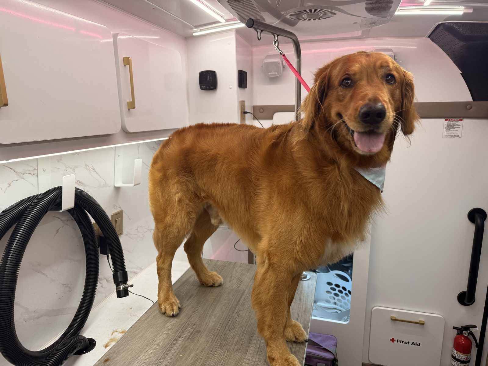 Golden retriever on the grooming table inside the Goose's Groom Room mobile spa