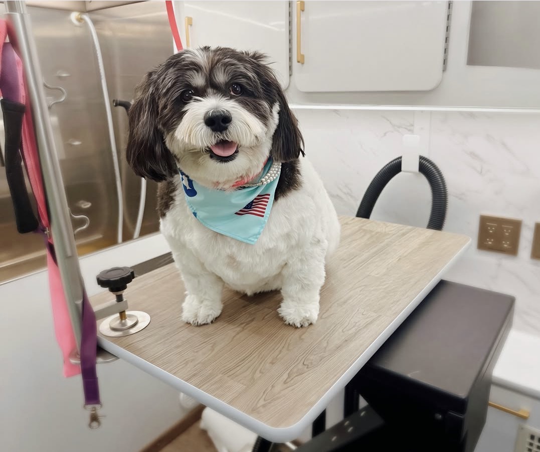 Shih tzu mix in a teal bandana on the grooming table
