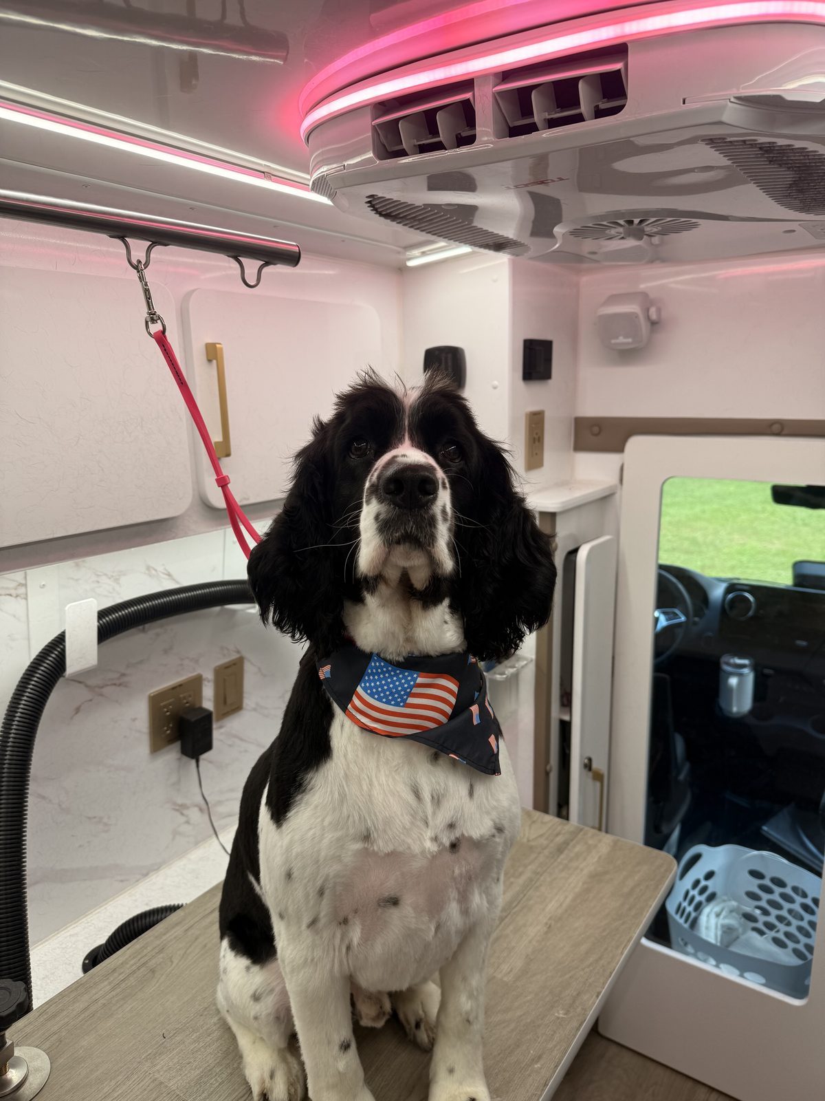 English springer spaniel wearing a stars-and-stripes bandana after grooming