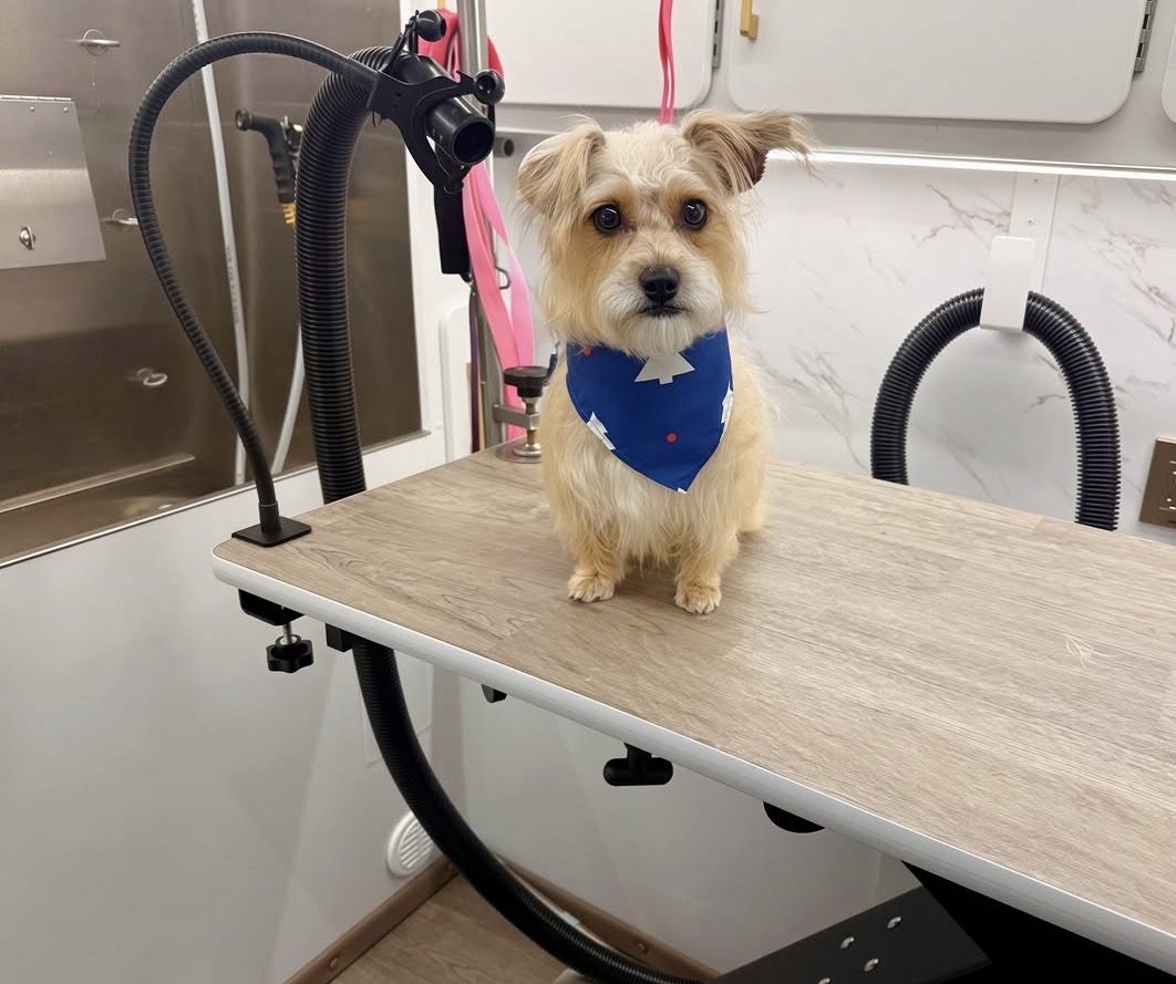 Small terrier mix wearing a blue bandana after grooming